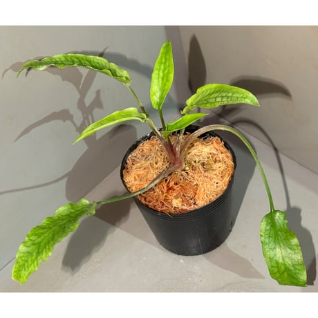 クリプトコリネ | STORES