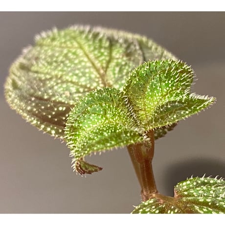 Sonerila sp. from Phitsanulok