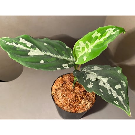 Aglaonema pictum "草わるん18" from Tigalingga [ AZ0818-6h]
