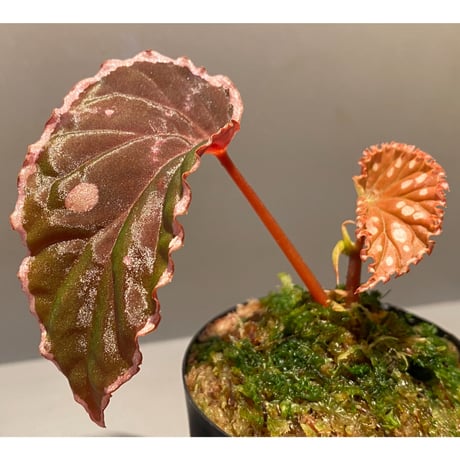 Begonia sp.