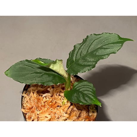 Unknown from Iquitos Peru [tanakay]