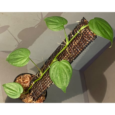 Philodendron sp. from Iquitos Peru [tanakay]