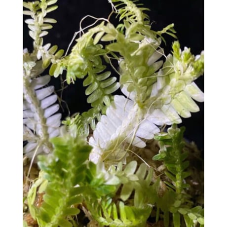 Selaginella sp. バリエガータ from "Nanga pinoh" [TB]