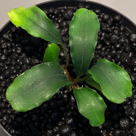 Bucephalandra sp. 黄緑 from Bukit Kelam Utara [AZ0611-14]