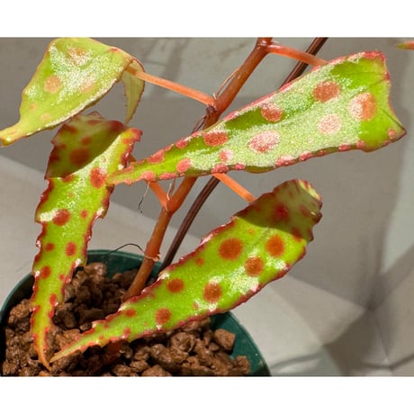 Begonia amphioxus