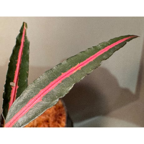 Labisia sp. from Vietnam