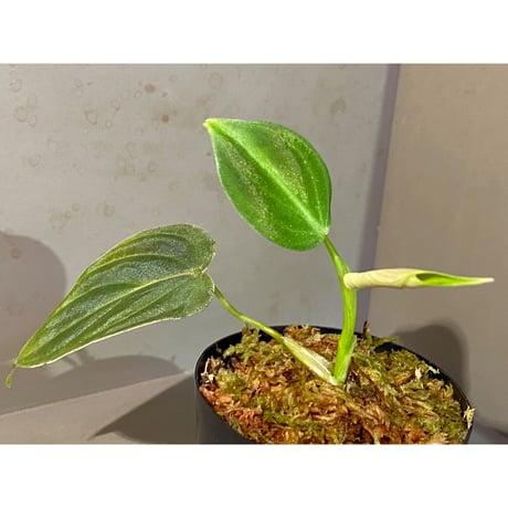 Philodendron melanochrysum