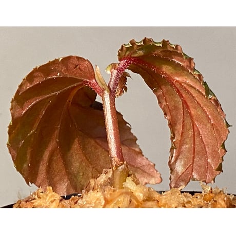Begonia sp. from Sarawak