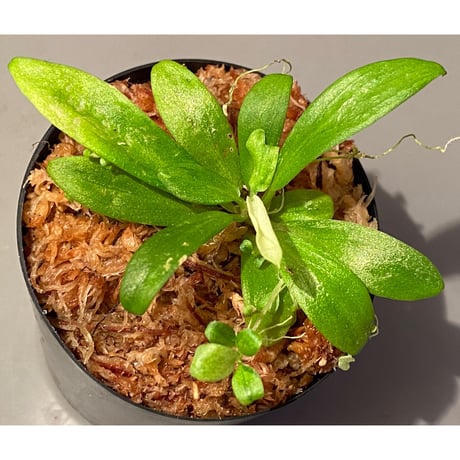 Schismatoglottis sp. "初霜錦" from Murung raya [LA0515-05]