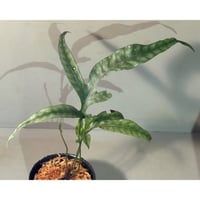 く*お様 aridarum perisai く*お様 aridarum perisai Josefia intricata (旧Aridarum