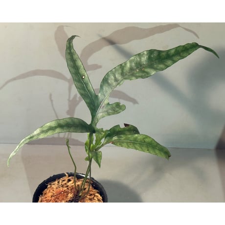 Colysis sp. from Son La Vietnam