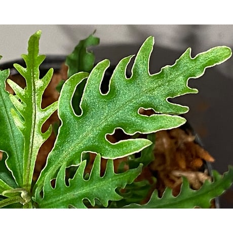 Labisia sp. "Serawai" Kalimantan barat [TB]
