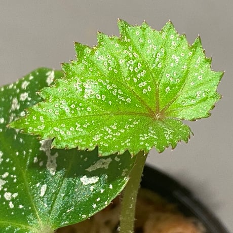 Begonia sp. from Na Hang [YH1118] TK