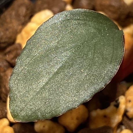 Homalomena 'Rec1-29' K0718-f1 [KZT]