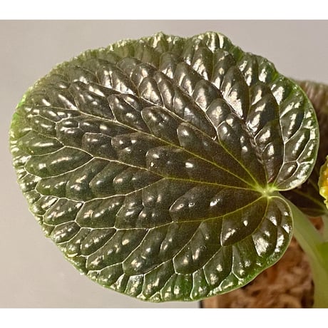 Peperomia sp. from Ecuador
