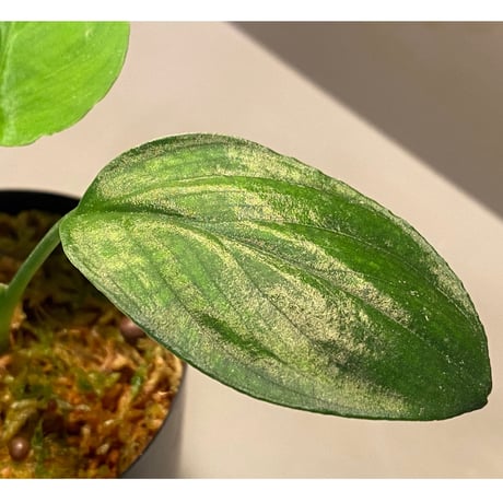 Homalomena sp. "Emerald Silver × ?" wf1 from Kepulauan Riau [KZT]