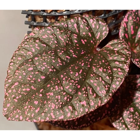 Piper sp. from Papua New Guinea