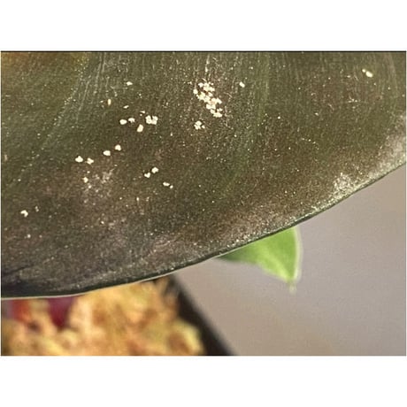 Homalomena sp. from West Kalimantan