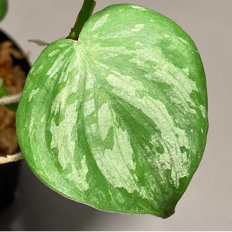 Philodendron sp. from Colombia [tanakay]