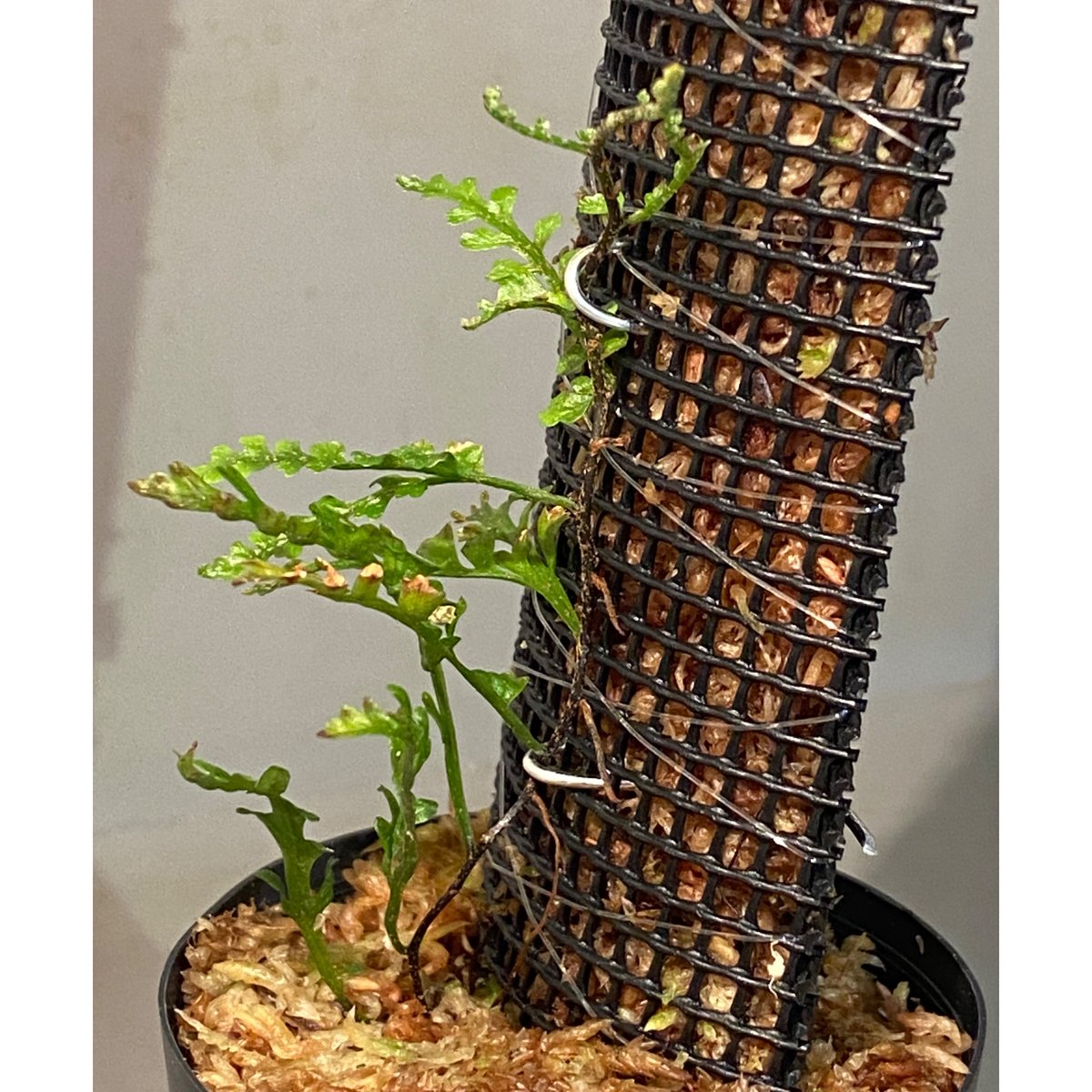 Teratophyllum aculeatum from Nanga pinoh [TB] |