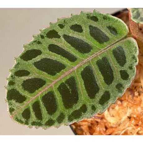 Labisia sp. from Riau sumatera [LA0815-01]