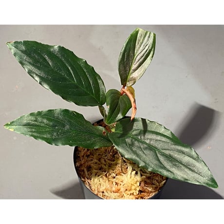 Unknown from Iquitos Peru [tanakay]