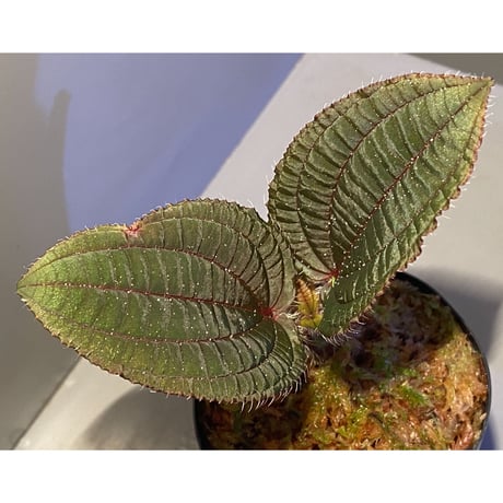 Phyllagathis sp. from Cao Bang Viet Nam [R1217-02]