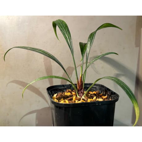 (大株) Josefia intricata (旧Aridarum perisai) from Kalteng [AZ1122-otr]