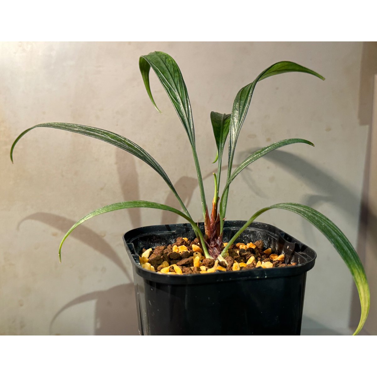 大株) Josefia intricata (旧Aridarum perisai) from