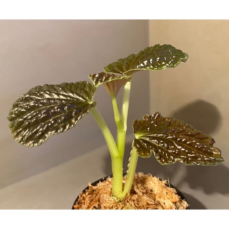 Peperomia sp. from Ecuador