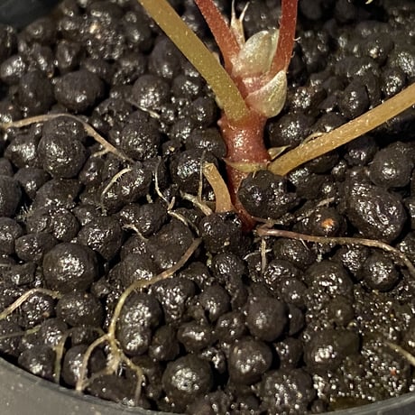 Begonia formosana from Taiwan