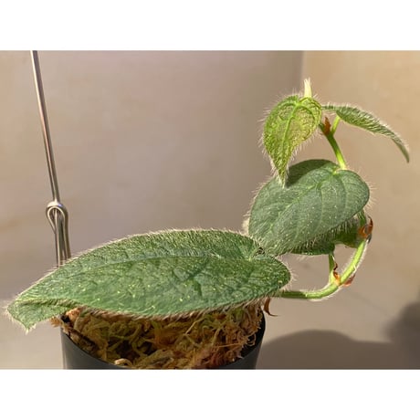 Ficus sp. from Selangor