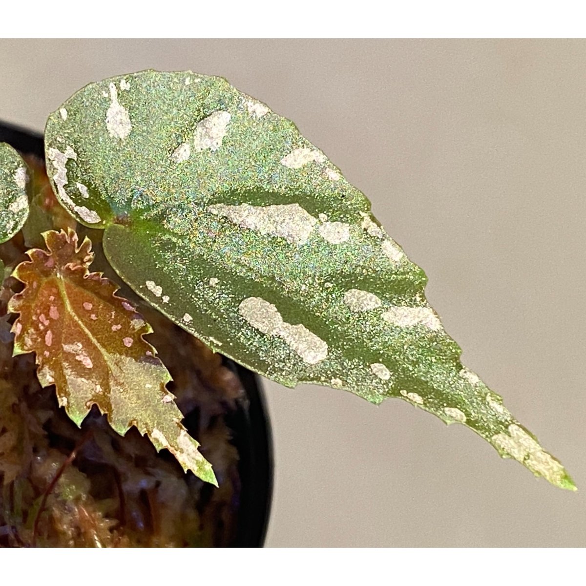 Begonia sp. 