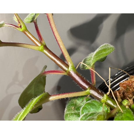 Drymonia punctulata 伊藤蟻植物農園