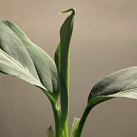 Aglaonema pictum from Sumatera A2 [TK070918]