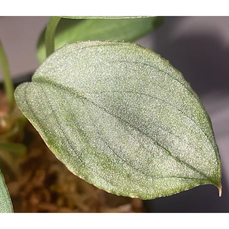 Homalomena hyb. Rec110-03 [K0320-f1] KZT