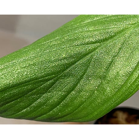 (タグ付き) Homalomena sp. "蛟" from Sumatera Utara [LA0318-02]