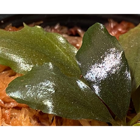 Bucephalandra sp. "Kualakuayan Type2"