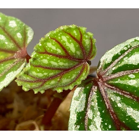 Begonia sp. from Sarikei [R1214-03a]
