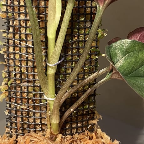 Syngonium sp. from Choco Colombia [tanakay]