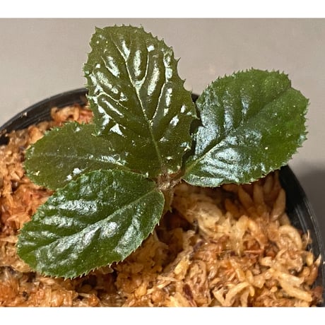 Ardisia sp. from Bengkulu [LA0315-1]