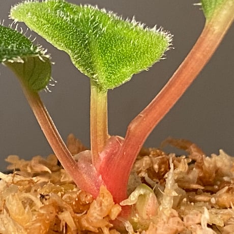 Homalomena sp. from Sumatera Utara [LA0718-z-u]