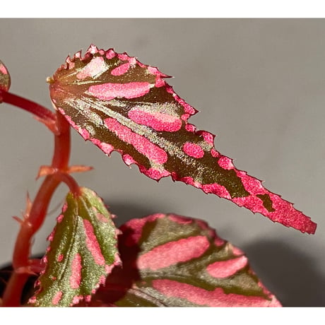 Begonia sp. ぼっち株 from Julau [R1214-01b]
