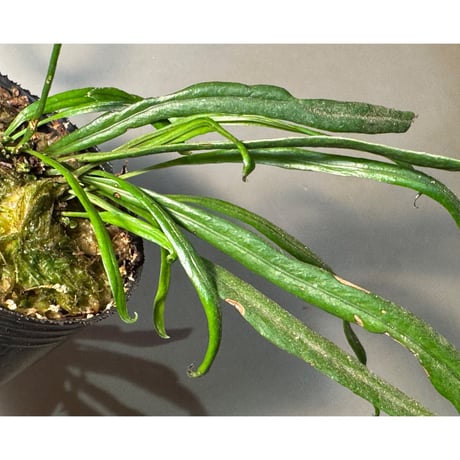 Elaphoglossum eximium "Cisne" [ECUAGENERA]