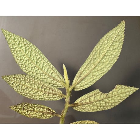 Elatostema sp. from Kapuas hulu West Kalimantan