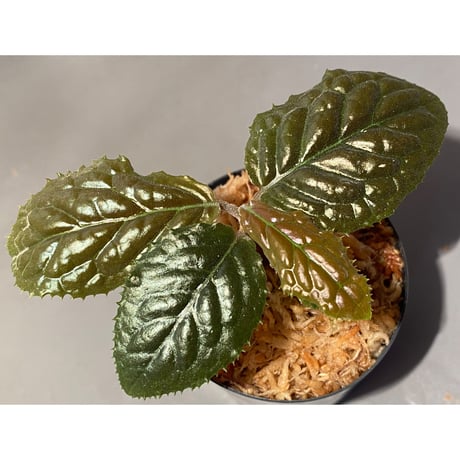 Ardisia sp. from Bengkulu [LA0315-1]