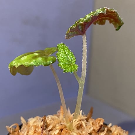 Begonia tenuifolia from Sukasada Bali [S0320-02] 伊藤蟻植物農園