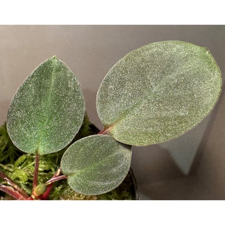 Homalomena sp. from Tawau [TK071116-1]