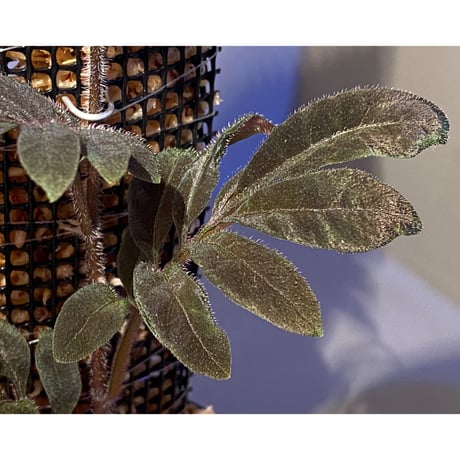 Solanum uleanum