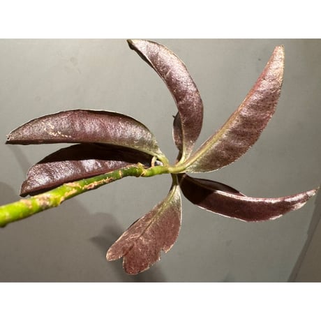 Labisia sp. from Landak West Kalimantan